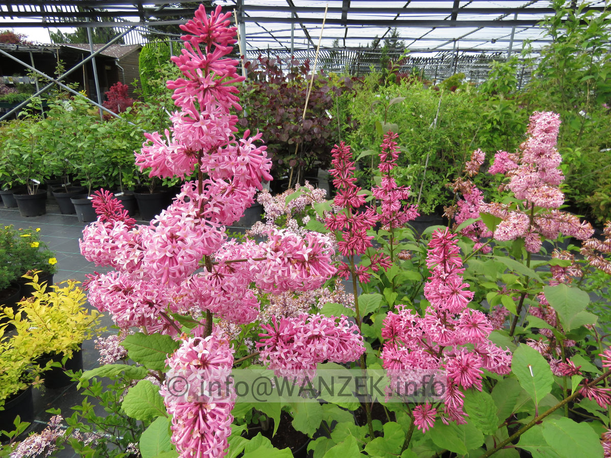 Syringa prestoniae Miss Canada 02a.JPG